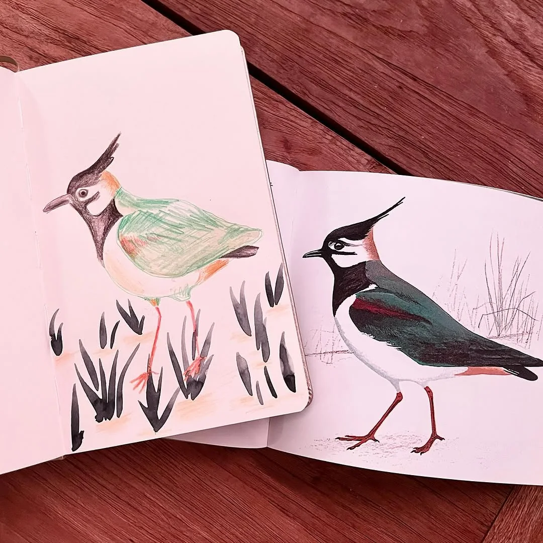 Beeld 1 van 2 bij ‘Some birt in my sketchbook’