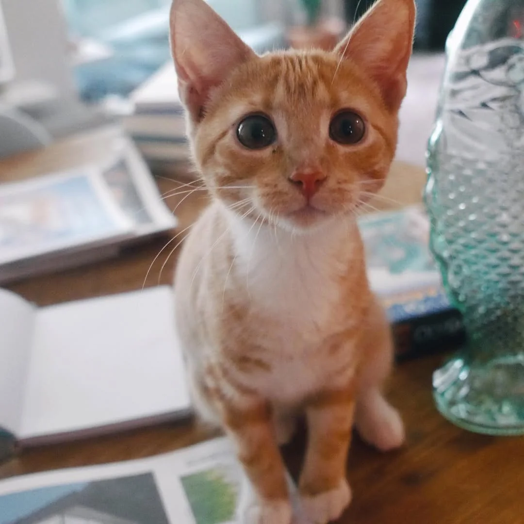 Beeld bij ‘Little Badje ..’